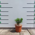 Borovica limbová (Pinus cembra) - výška 20-30 cm, kont. C2L